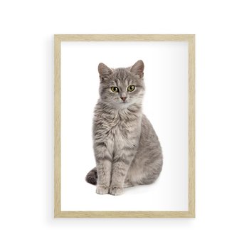 Plakat w ramie 40x50 - Kocie uroki na płótnie - kot, kotek - rama drewno