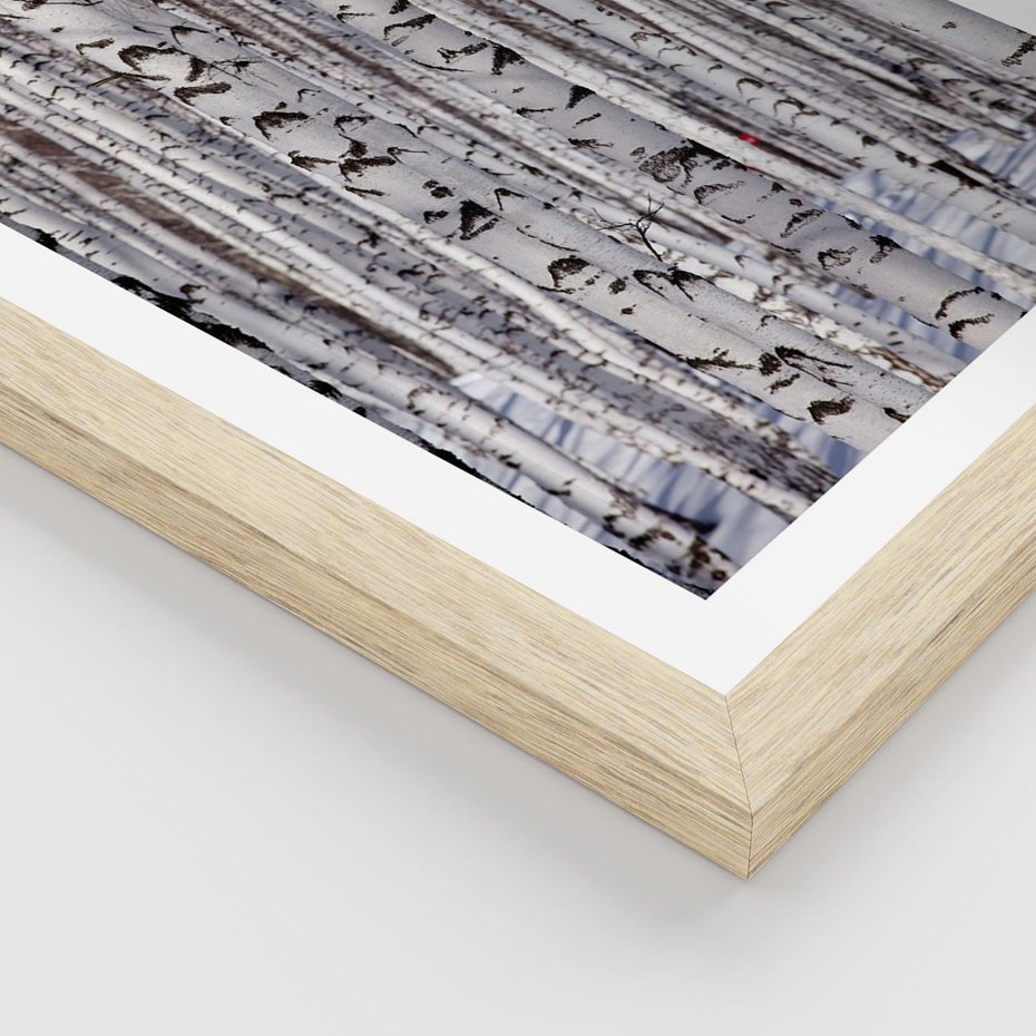 Plakat w ramie 30x40 - Lśniące Brzozy - brzozy, las - rama drewno