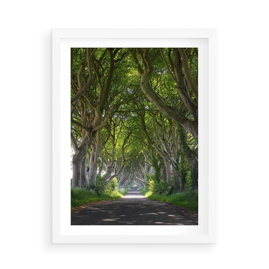 Plakat w ramie 50x70 - Magiczny Las - drzewa, las - rama biała