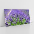 Obraz na płótnie 100x50 - Lawendowe pola piękno natury - lawenda, kwiaty