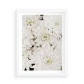 Plakat w ramie 50x70 - Białe Kwiaty: Płatki Delikatności - białe kwiaty, zbliżenie - rama biała