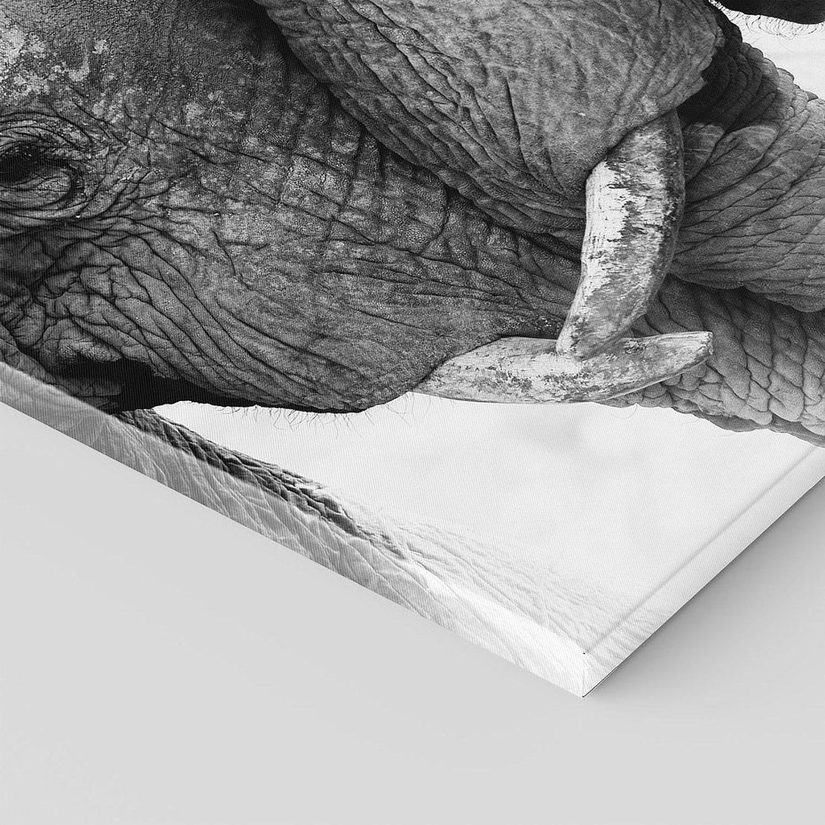 Obraz na płótnie 30x30 - Spotkanie Mądrości - fotografia czarno biała, dwa słonie