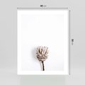 Plakat bez ramy 40x50 - Suszona Roślina na Białym Tle - minimalizm, suszona roślina