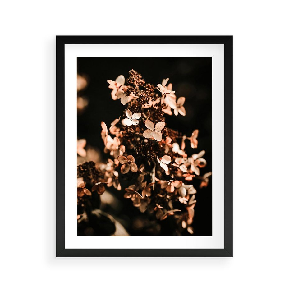 Plakat w ramie 40x50 - Hortensja - Suchy Kwiat w Sztuce - hortensja, suchy kwiat - rama czarna