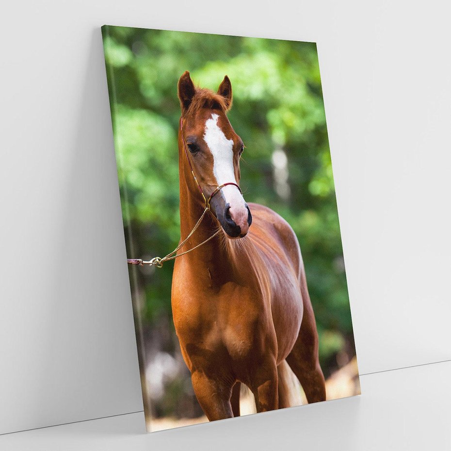 Obraz na płótnie 70x100 - Portret Szlachetnego Konia - koń, portret