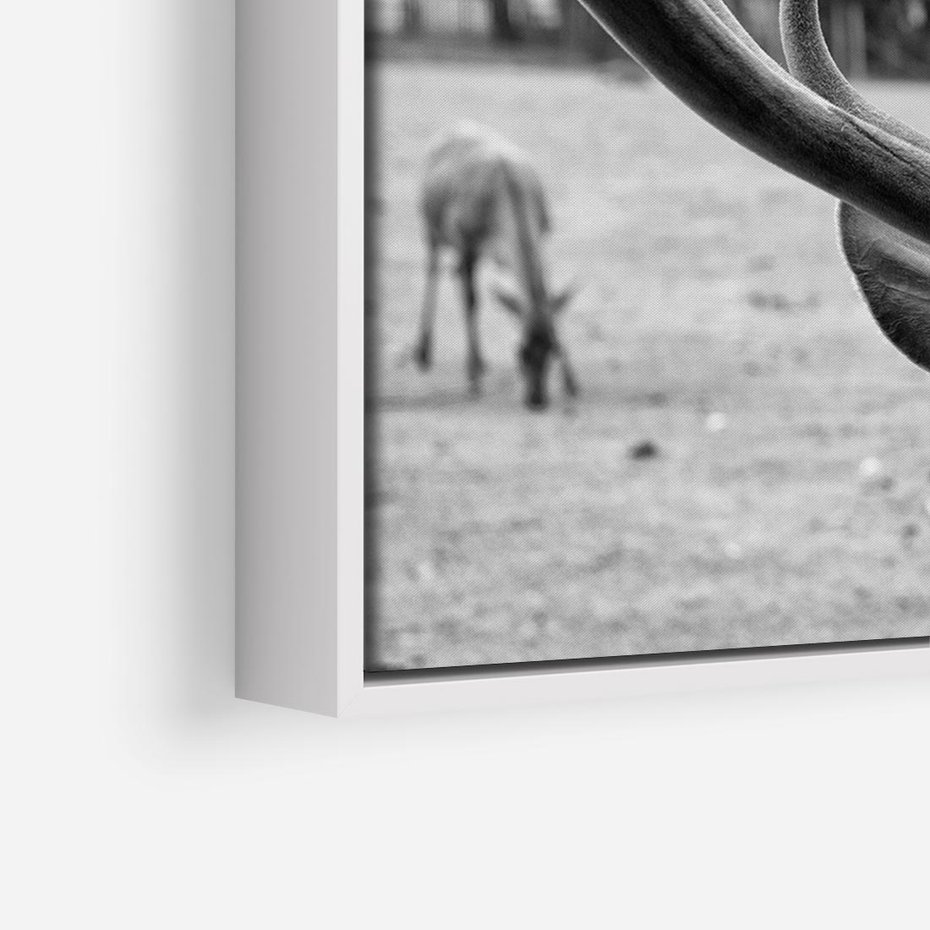 Obraz w ramie 120x80 - Przygubione motyle marzeń - fotografia czarno biała, młody jeleń w zagrodzie - rama biała