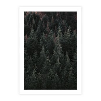 Plakat bez ramy 21x30 - Wysoko nad Iglastym Lasem - las, perspektywa