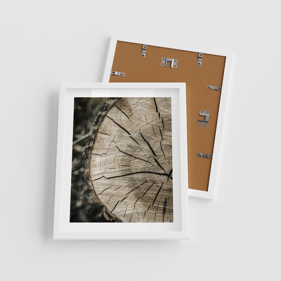 Plakat w ramie 40x50 - Wnętrze Natury - pień, przecięty pień - rama biała