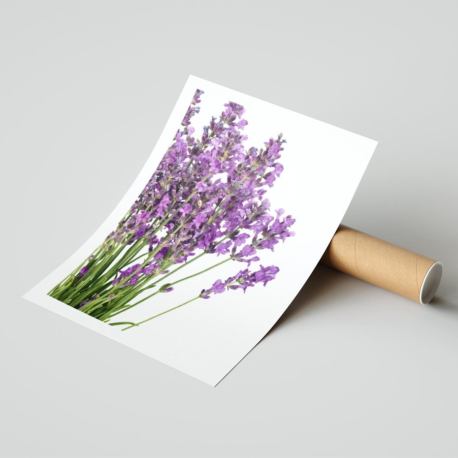 Plakat bez ramy 50x70 - Pola lawendy w pełnym rozkwicie - lawenda, kwiaty