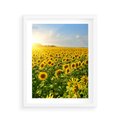 Plakat w ramie 40x50 - Idylla na łące słoneczników - łąka, słoneczniki - rama biała