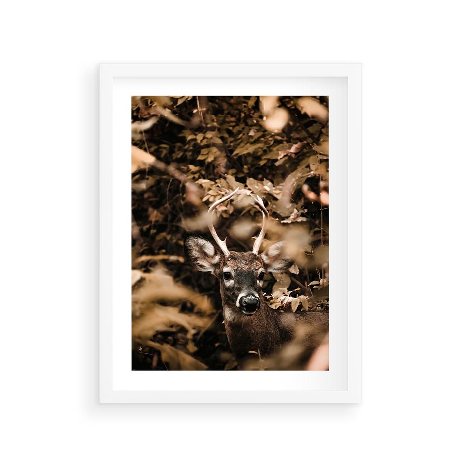 Plakat w ramie 30x40 - Jesienny Jeleń w Lesie - jeleń, w lesie - rama biała
