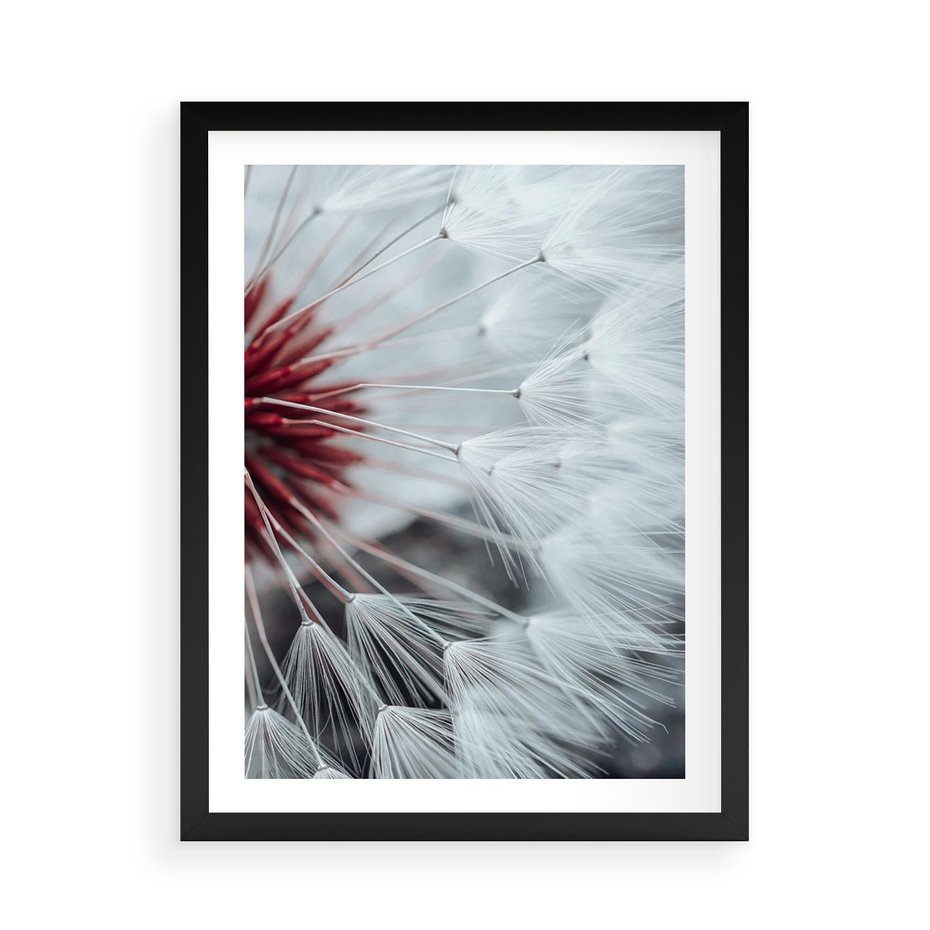 Plakat w ramie 50x70 - Makro świat dmuchawca - dmuchawiec, makro - rama czarna