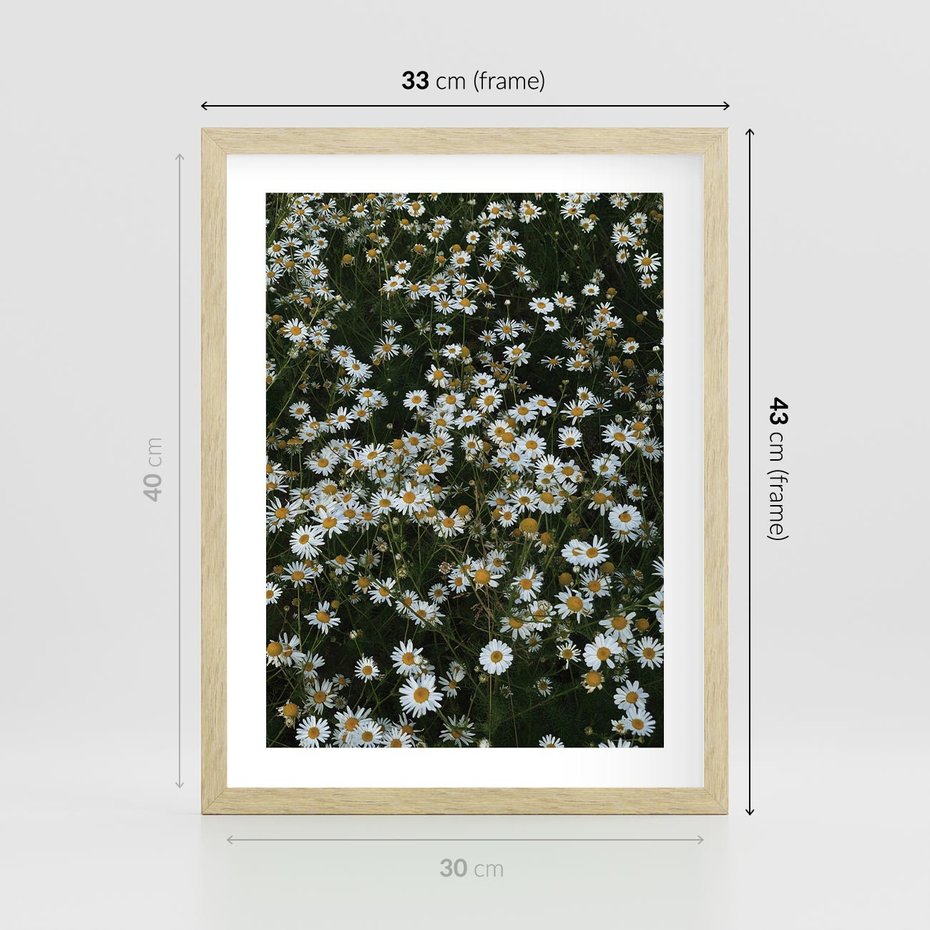 Plakat w ramie 30x40 - Stokrotkowa Idylla na Łące - łąka, stokrotki - rama drewno