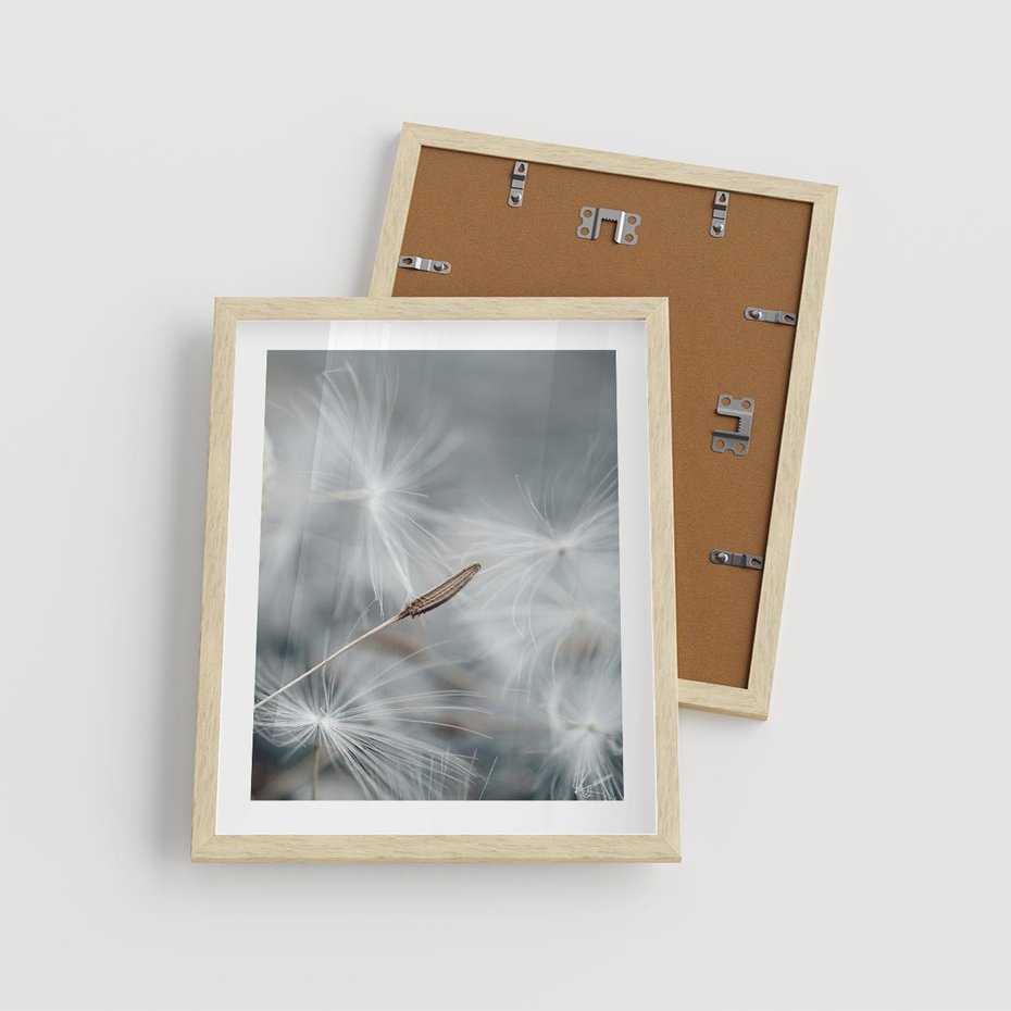 Plakat w ramie 40x50 - Piękno w Delikatności - dmuchawiec, makro zdjęcie - rama drewno