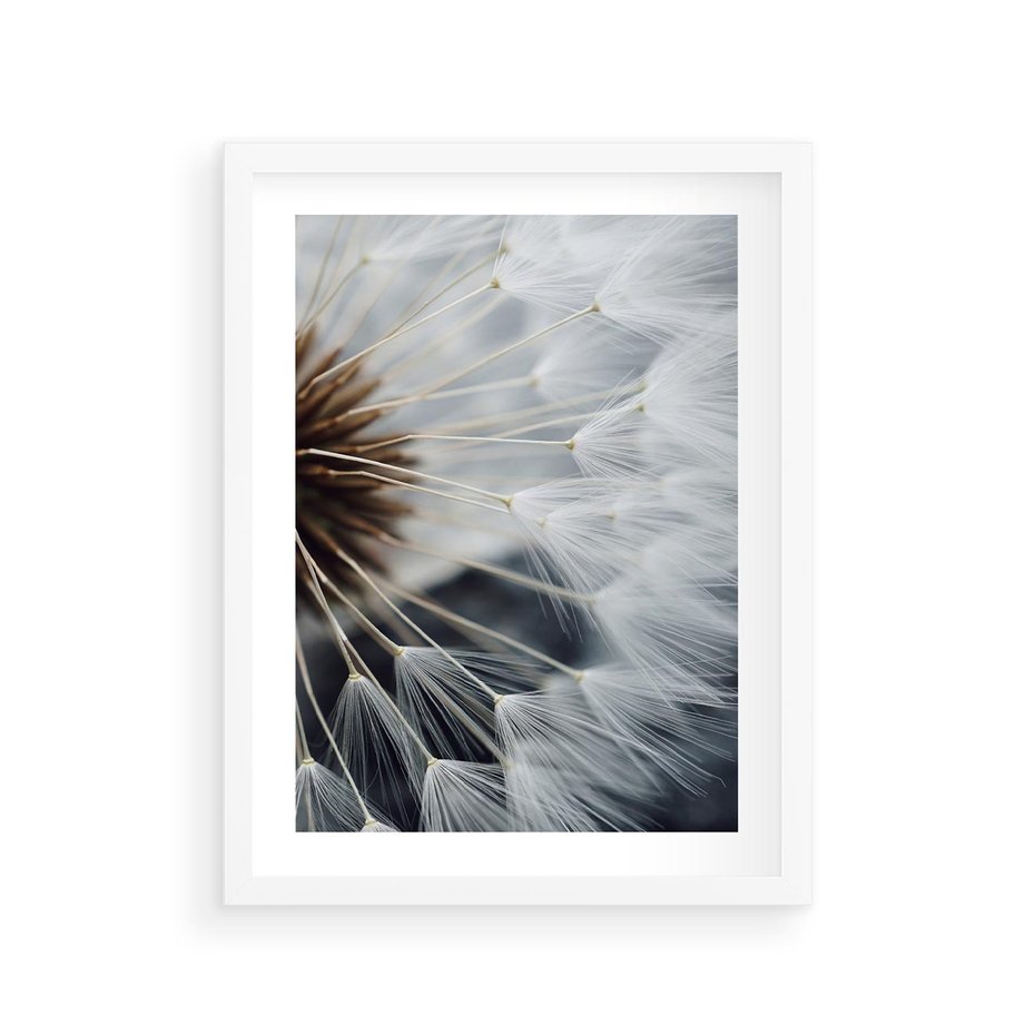 Plakat w ramie 30x40 - Dmuchawce w Naturze - dmuchawiec, zbliżenie - rama biała