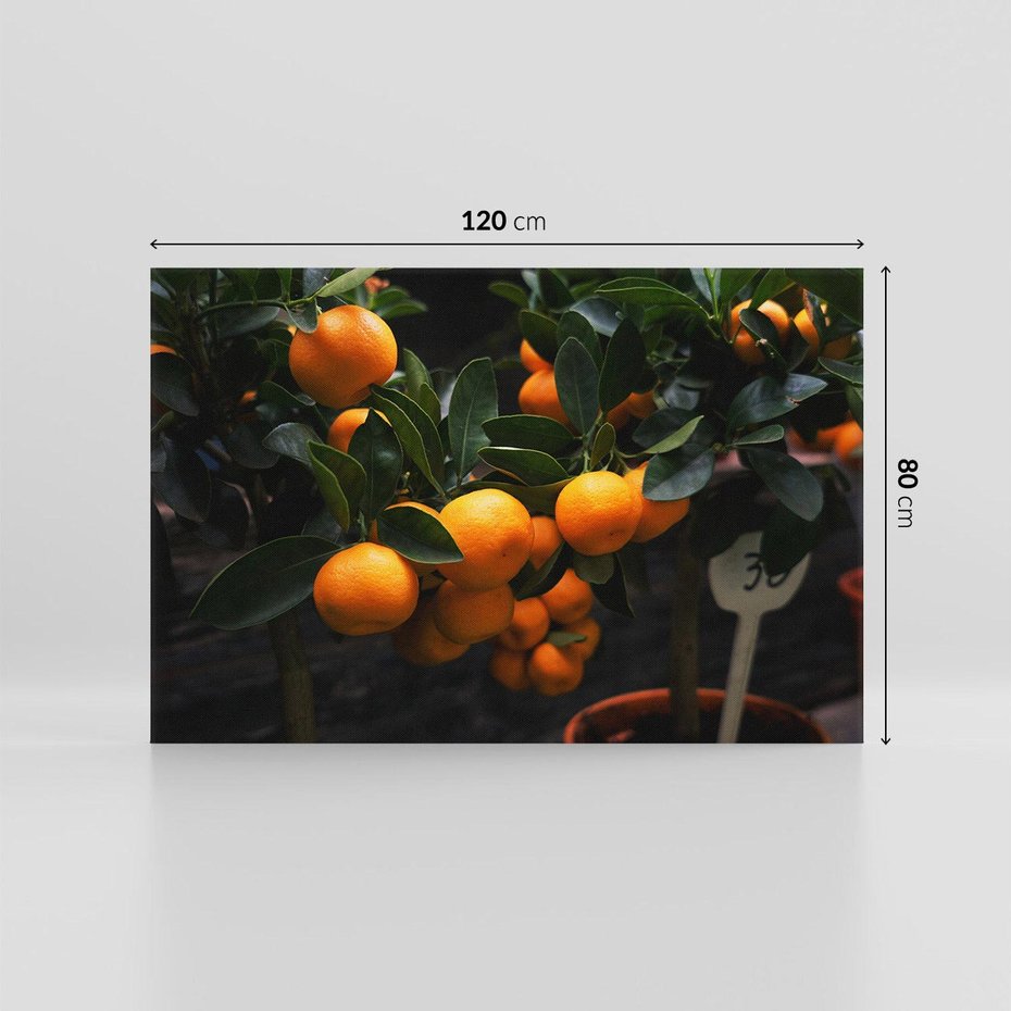 Obraz na płótnie 120x80 - Mandarynki na Drzewku - Owoce Pory Roku - mandarynki, drzewko