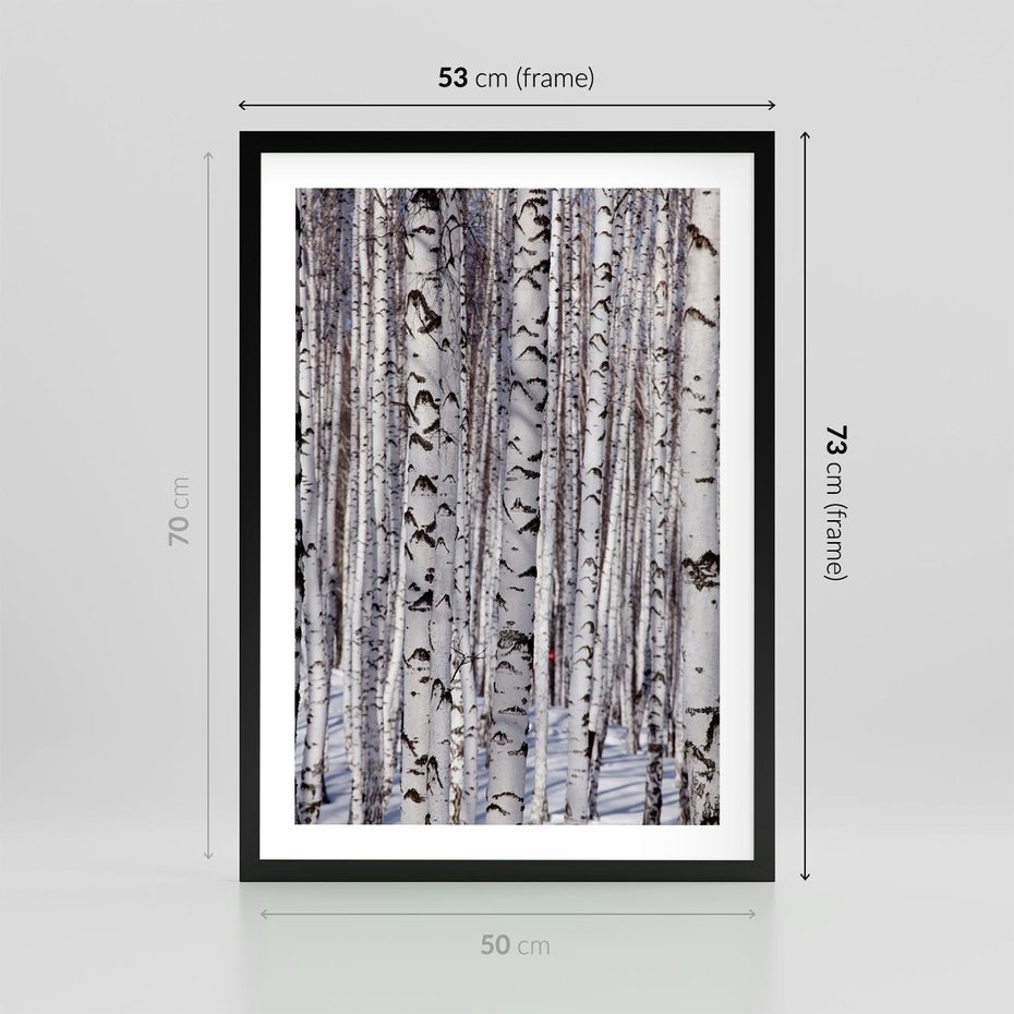 Plakat w ramie 50x70 - Lśniące Brzozy - brzozy, las - rama czarna