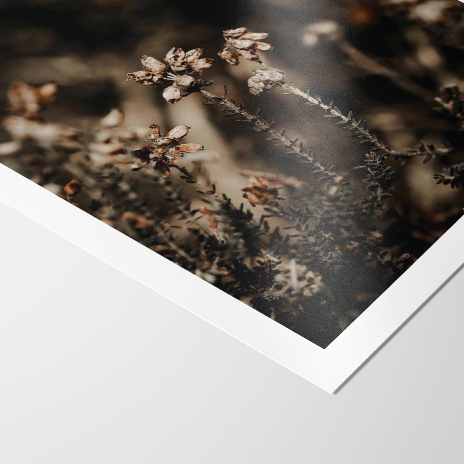 Plakat bez ramy 21x30 - Jesienny Urok - suche trawy, jesienny pejzaż