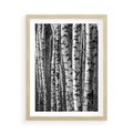 Plakat w ramie 50x70 - Kontrast Monochromatyczny - brzozy, czarno - rama drewno