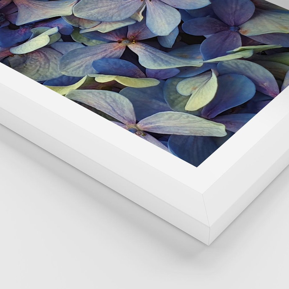 Plakat w ramie 30x40 - Hortensja - delikatność kwiatów - hortensja, kwiaty - rama biała