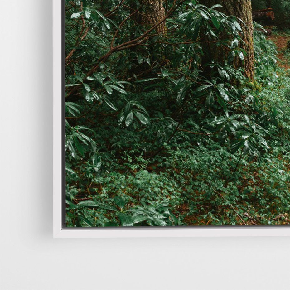 Obraz w ramie 80x120 - Mgliste Marzenia - artystyczna fotografia, las - rama biała