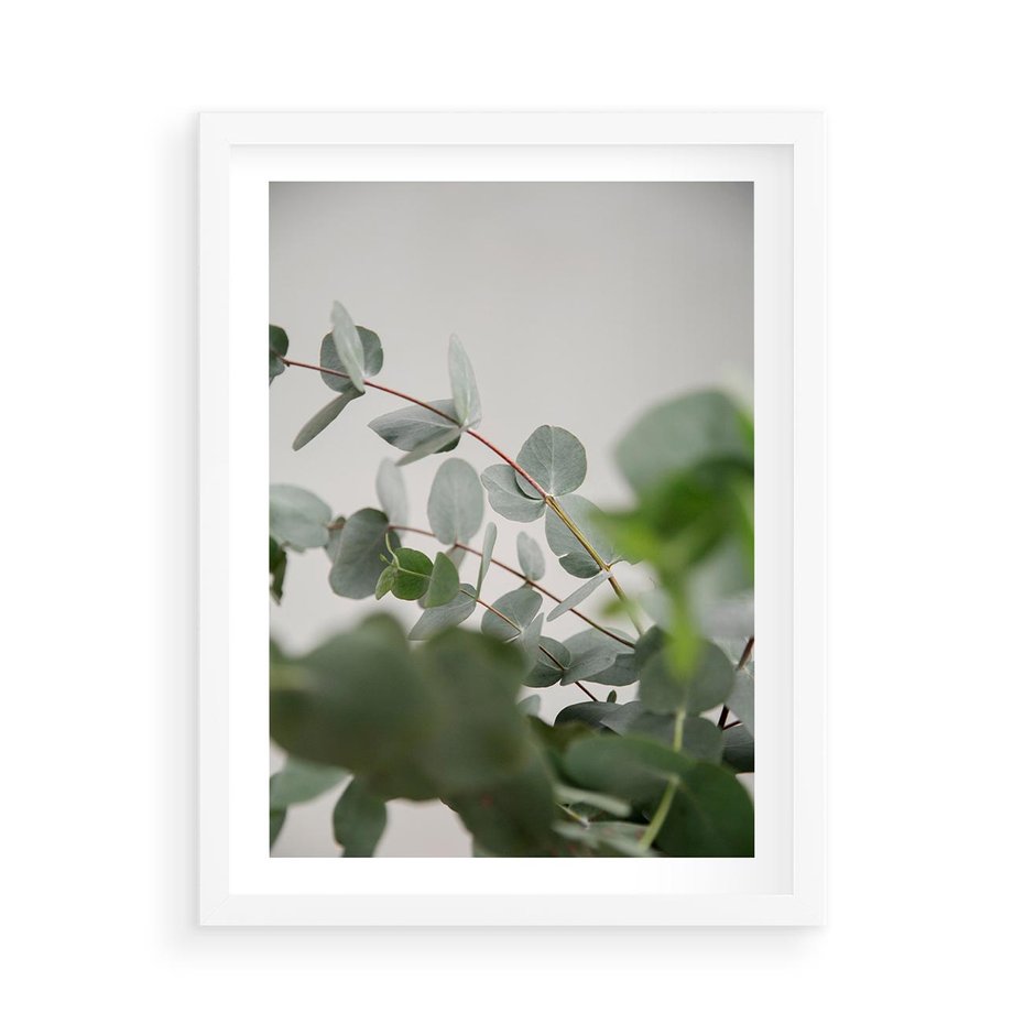 Plakat w ramie 50x70 - Liście eukaliptusa w naturze - eukaliptus, liście - rama biała