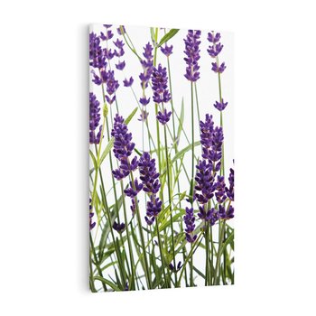 Obraz na płótnie 80x120 - Fioletowa harmonia lawendy - lawenda, fiolet