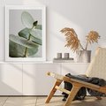 Plakat w ramie 30x40 - Eukaliptusowa zieleń - eukaliptus, zielone - rama biała