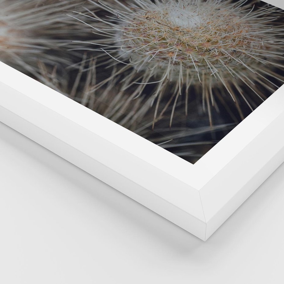 Plakat w ramie 40x50 - Ulotna Piękność Natury - makro, dmuchawce - rama biała