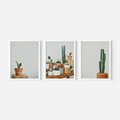 Zestaw obrazy w ramie 40x50 galeria - Kaktusy, w, doniczkach, boho - rama biała
