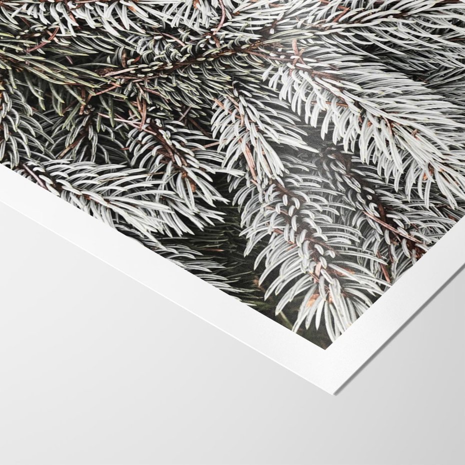 Plakat bez ramy 30x40 - Cisza Zimowej Natury - zima, iglaste gałązki