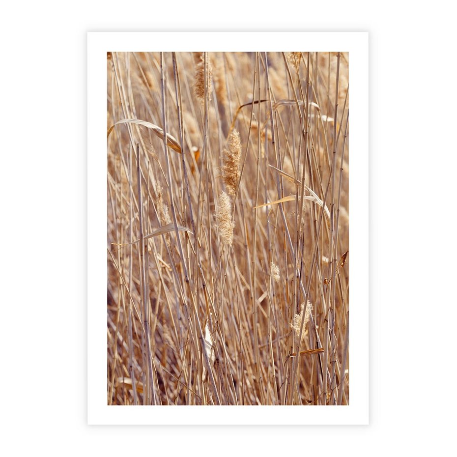 Plakat bez ramy 50x70 - Mistrzowskie suche trawy - suche, trawy