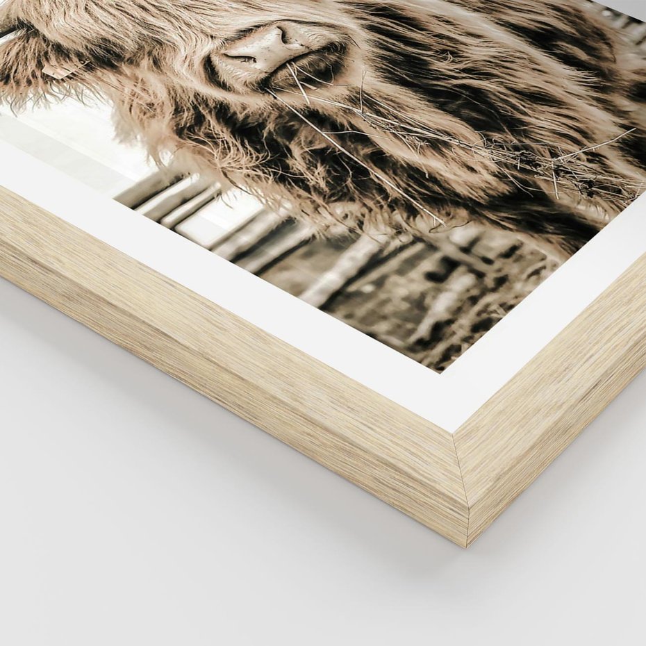 Plakat w ramie 30x40 - Klimat Wiejskiego Życia - amerykańska krowa, byk - rama drewno