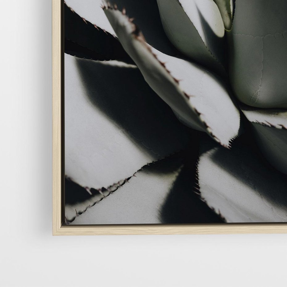 Obraz w ramie 50x50 - Sukulenty wśród kaktusów - sukulenty, kaktusy - rama drewno