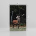 Obraz na płótnie 70x100 - Spotkanie z naturą - jeleń, las