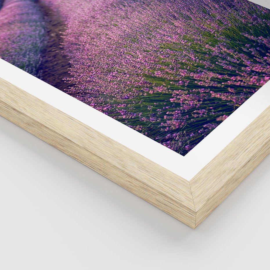 Plakat w ramie 30x40 - Pole Lawendy w Pełnej Krasie - pole lawendy, kompozycja - rama drewno