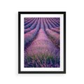 Plakat w ramie 30x40 - Pole Lawendy w Pełnej Krasie - pole lawendy, kompozycja - rama czarna