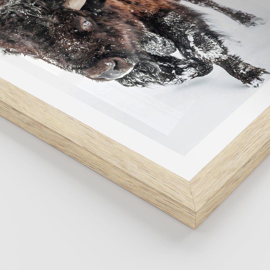 Plakat w ramie 30x40 - Zimowy Władca Puszczy - żubr, bizon - rama drewno