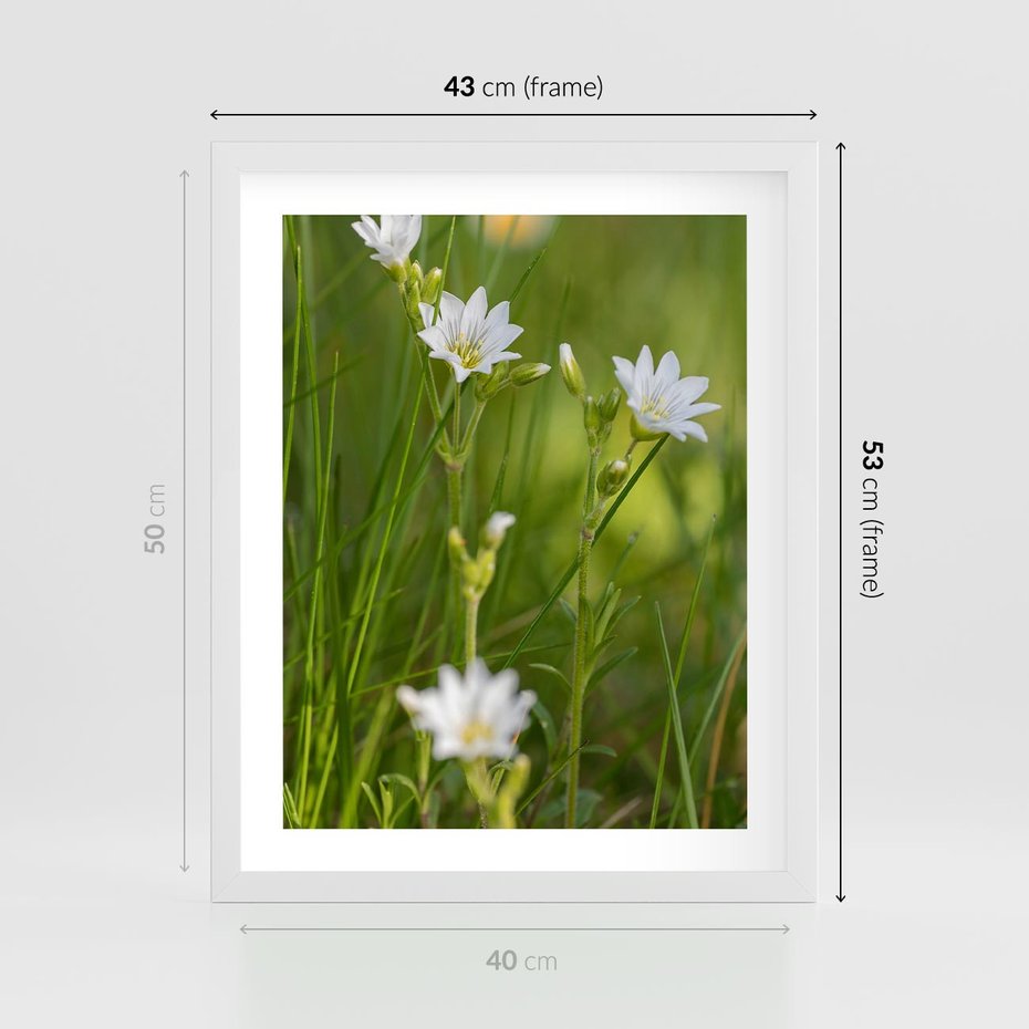 Plakat w ramie 40x50 - Kolorowa łąka - stokrotki, łąka - rama biała