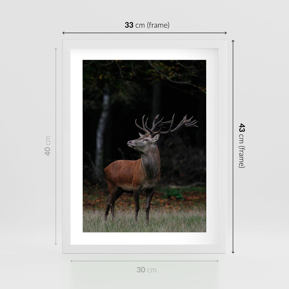 Plakat w ramie 30x40 - Spotkanie z naturą - jeleń, las - rama biała