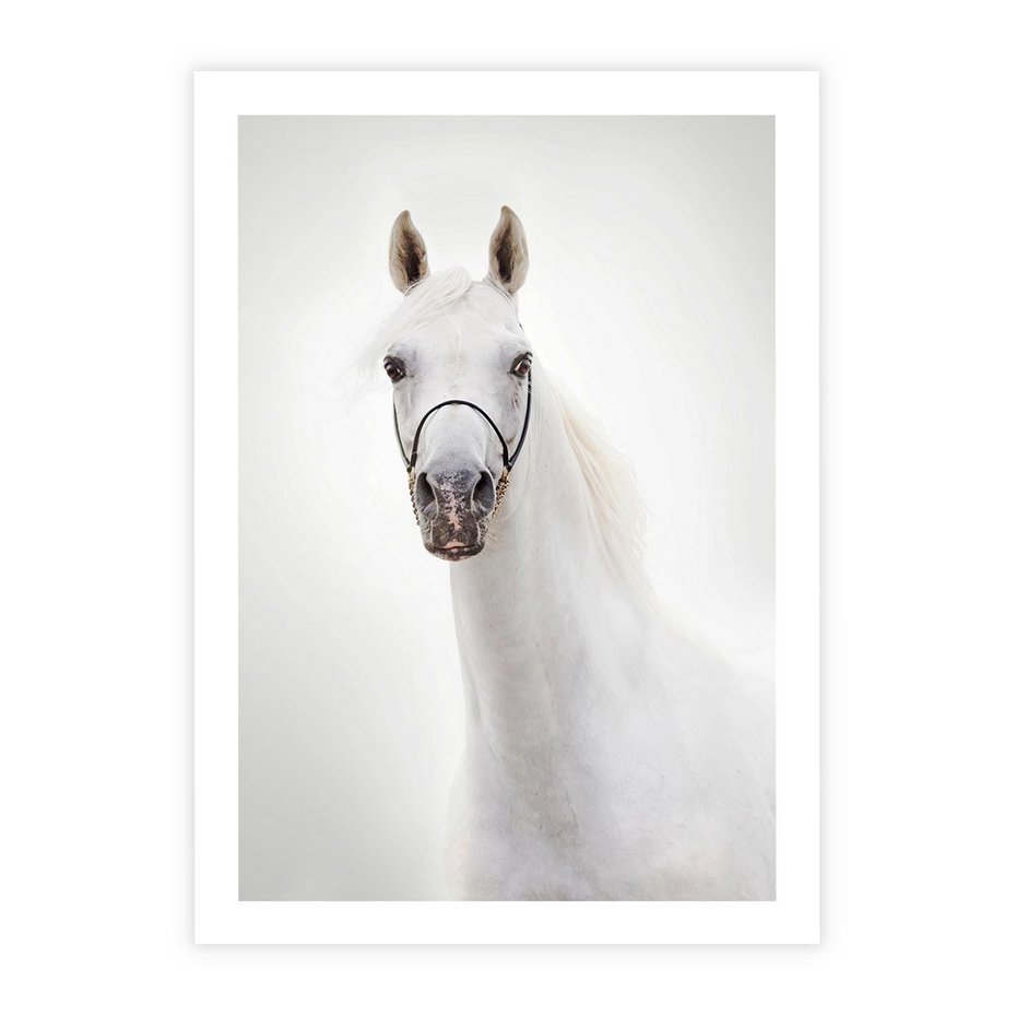 Plakat bez ramy 50x70 - Elegancja białego konia - biały, koń