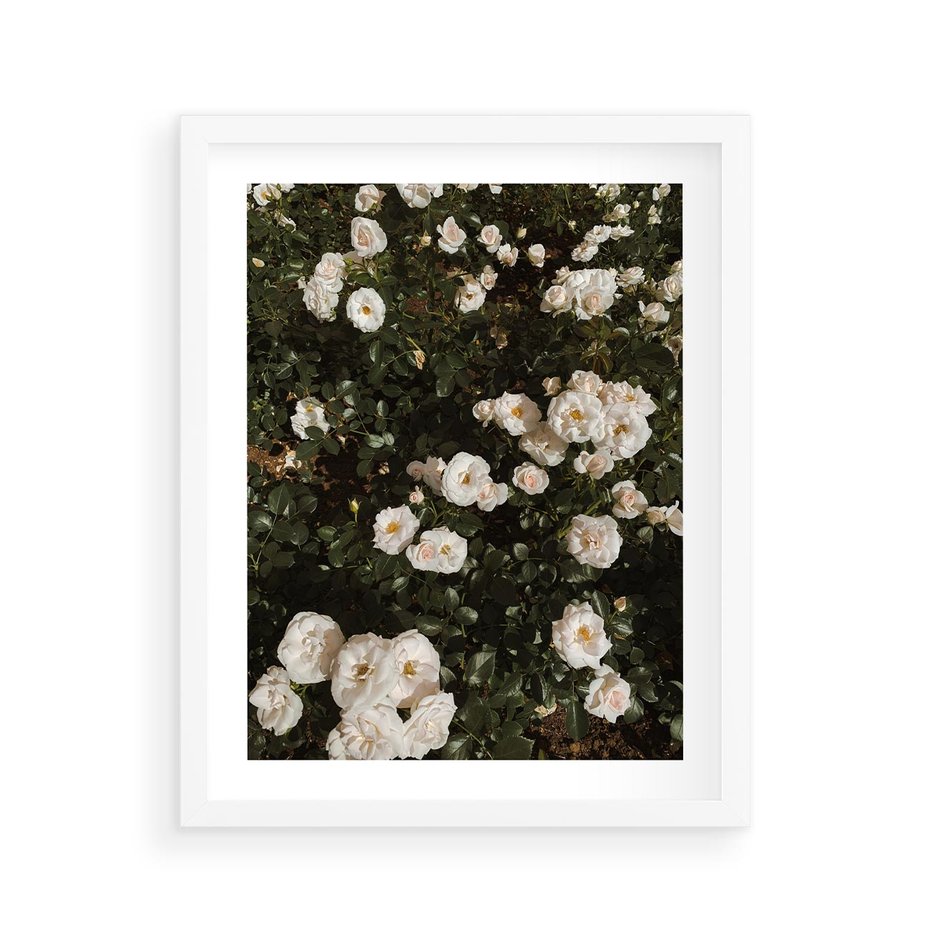 Plakat w ramie 40x50 - Czyste Piękno - białe kwiaty, białe róże - rama biała