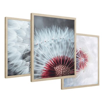 Zestaw obrazy w ramie 50x70 galeria - Dmuchawiec, makro, nowoczesny, styl - rama drewno