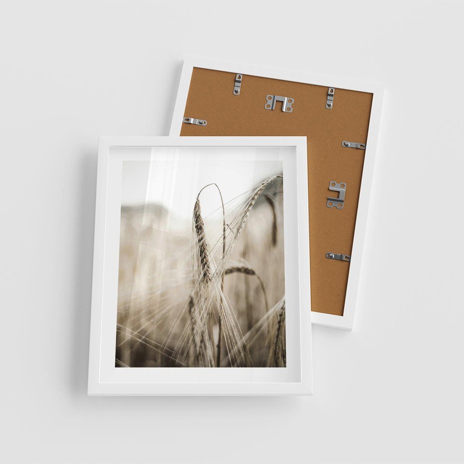 Plakat w ramie 40x50 - Kłosy Pszenicy w Sepii - zboże, kłos pszenicy - rama biała