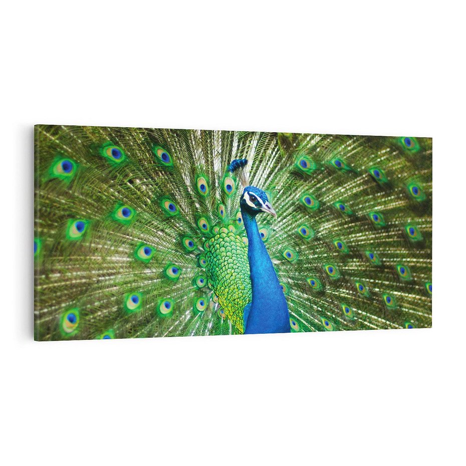 Obraz na płótnie 120x60 - Wspaniałość pawich piór - paw, pióra
