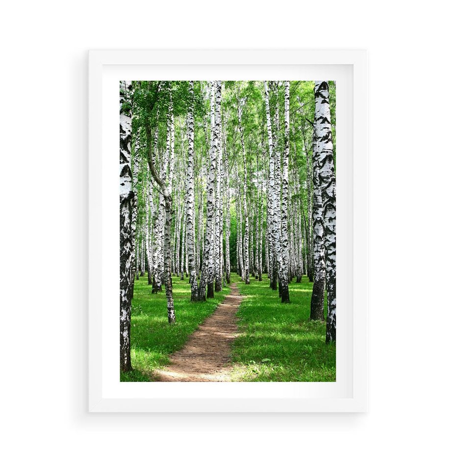 Plakat w ramie 50x70 - Bajkowy las pełen brzóz - las, brzozy - rama biała