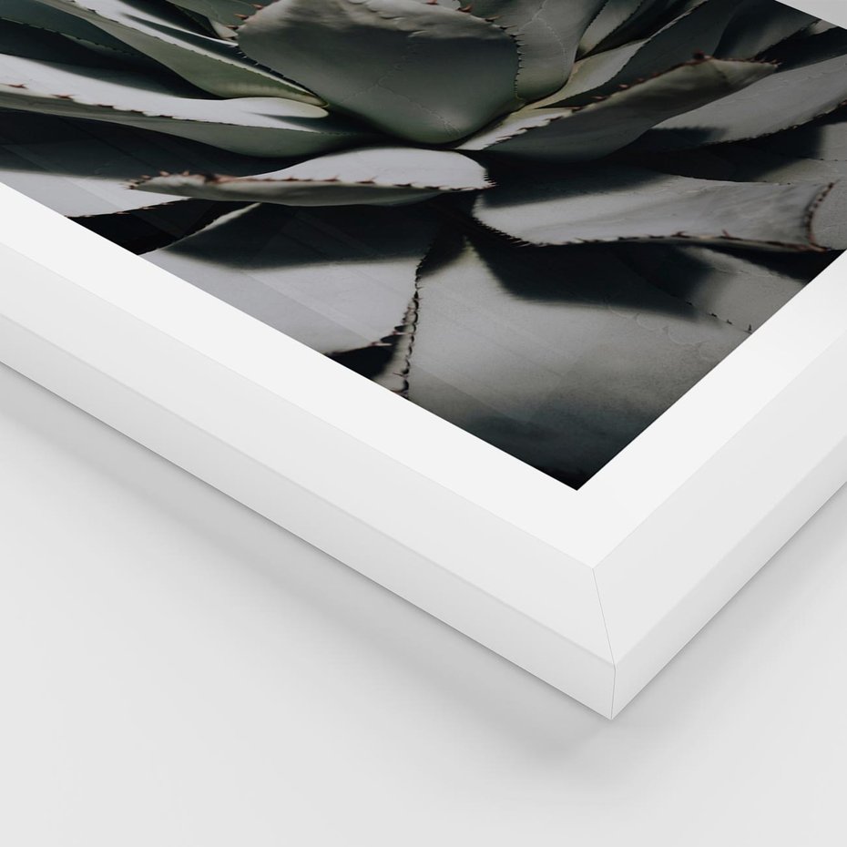 Plakat w ramie 30x40 - Sukulenty wśród kaktusów - sukulenty, kaktusy - rama biała