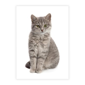 Plakat bez ramy 21x30 - Kocie uroki na płótnie - kot, kotek