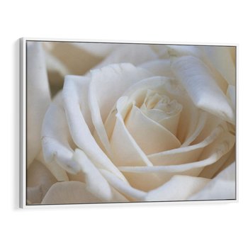 Obraz w ramie 100x70 - Białe róże piękności - białe, róże - rama biała