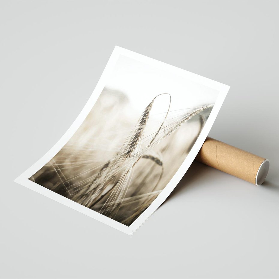 Plakat bez ramy 50x70 - Kłosy Pszenicy w Sepii - zboże, kłos pszenicy